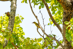 Oriolus auratus