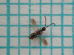 Conostigmus