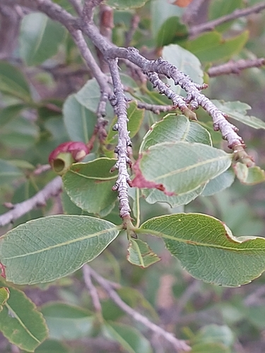 Image of Ochna pretoriensis by (c) Manuel R Popp, some rights reserved (CC BY)