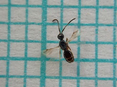 Conostigmus