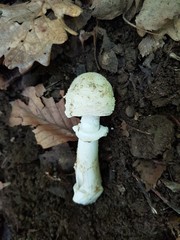 Amanita eliae