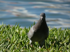 Columba livia domestica