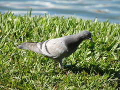 Columba livia domestica