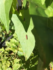 Graphocephala coccinea