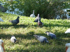Columba livia domestica