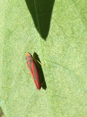 Graphocephala coccinea