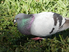 Columba livia domestica