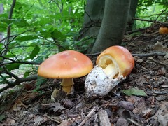 Amanita caesarea