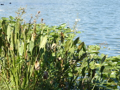 Sagittaria lancifolia