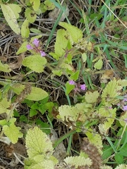 Stachys drummondii