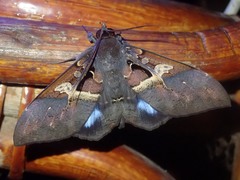 Ischyja manlioides