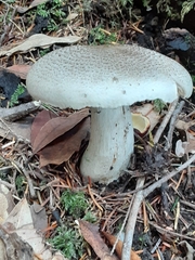 Tricholoma pardinum