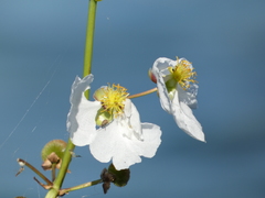 Sagittaria lancifolia