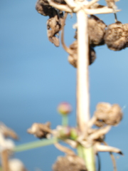 Sagittaria lancifolia