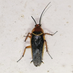 Pseudomops