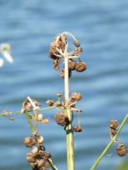 Sagittaria lancifolia