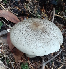 Tricholoma pardinum