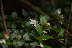 Carissa bispinosa zambesiensis
