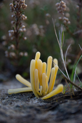 Clavaria argillacea