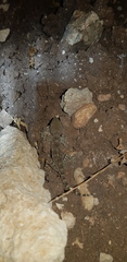Ptyodactylus puiseuxi