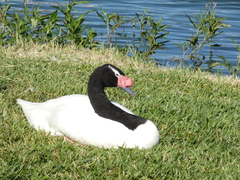 Cygnus melancoryphus