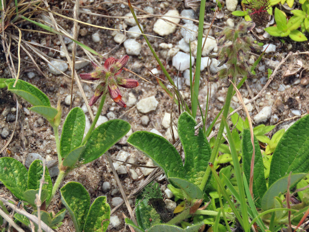 Eriosema squarrosum