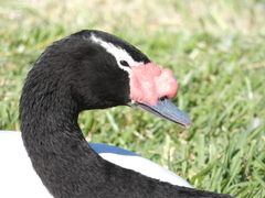 Cygnus melancoryphus