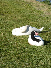 Cygnus melancoryphus