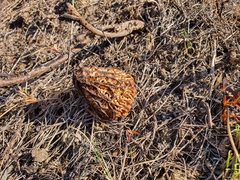 Morchella steppicola