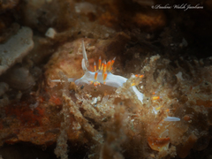 Flabellina dushia