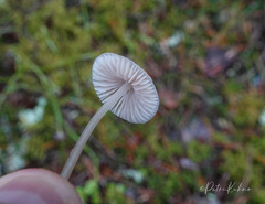 Mycena metata