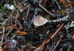 Mycena metata