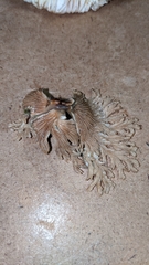 Schizophyllineae
