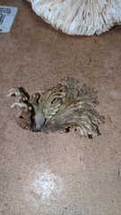 Schizophyllineae