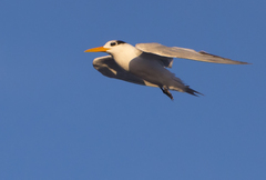 Thalasseus bengalensis