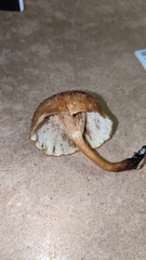 Lentinus