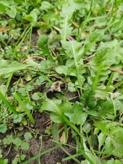 Bombus impatiens