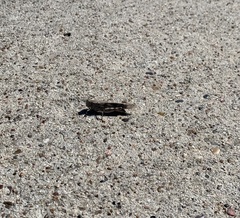 Trimerotropis maritima