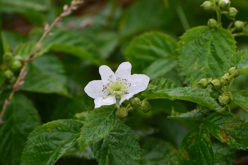 Rubus polonicus, photograph 5