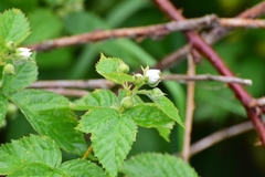 Rubus polonicus, photograph Поляков Александр, CC BY, iNaturalist via GBIF