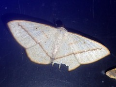 Lomographa luciferata