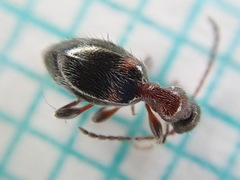 Hirticomus hispidus