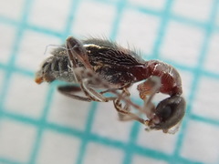 Hirticomus hispidus