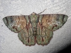 Lophophelma loncheres