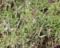Boltonia asteroides glastifolia