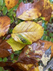 Stigmella tityrella