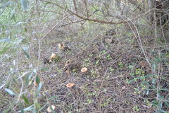 Lentinellus micheneri