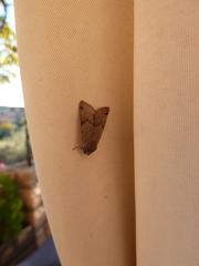 Agrochola meridionalis