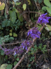 Salvia verticillata
