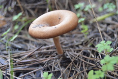 Lentinellus micheneri